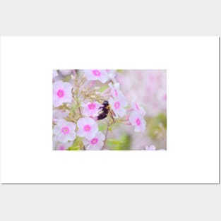 Bee & Phlox Posters and Art